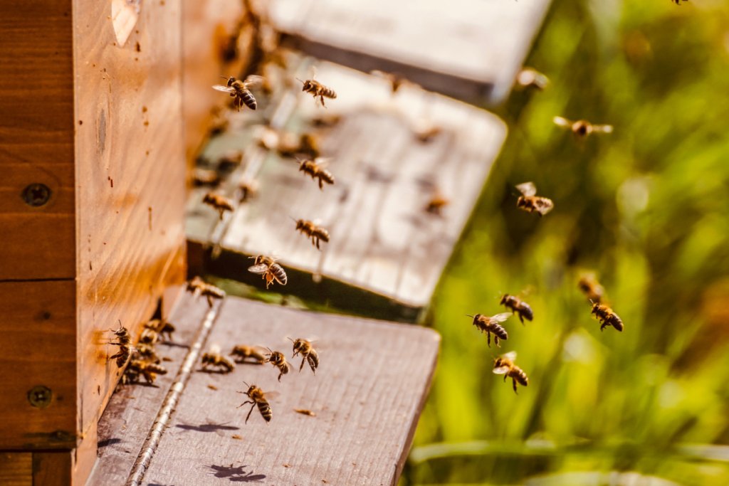 6 energetic factors that drive honeybee colony health